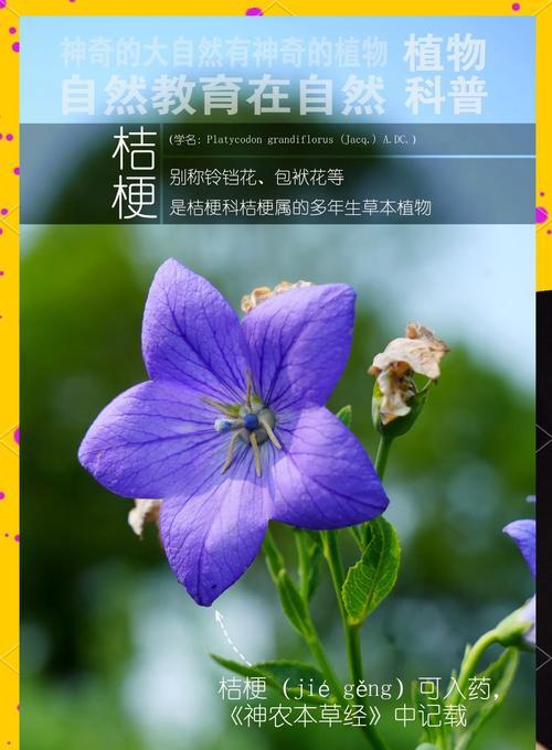 浅色桔梗的花语有哪些含义？