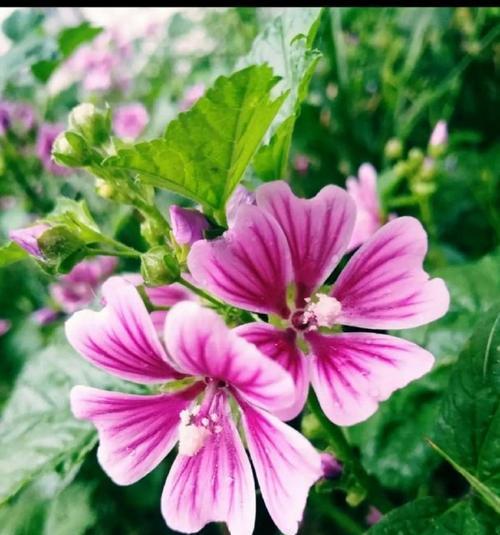 锦葵花在日本的花语是什么？