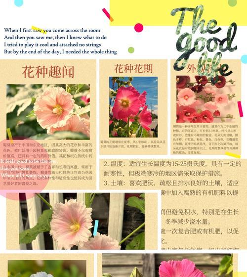 锦葵花在日本的花语是什么？