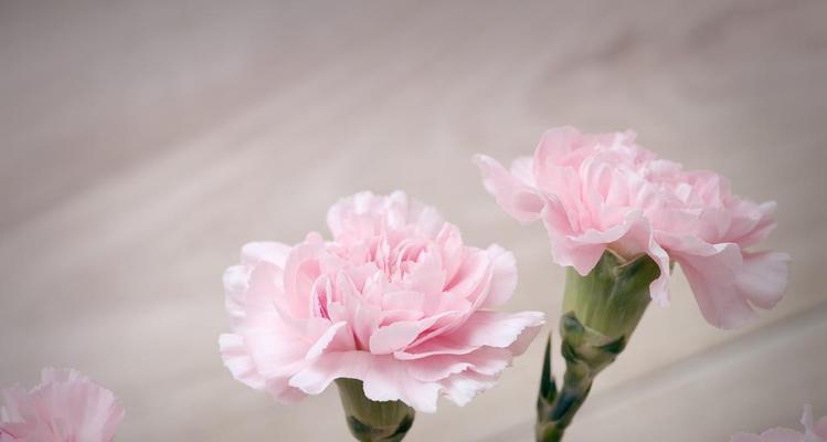 康乃馨紫帛的花语代表什么？