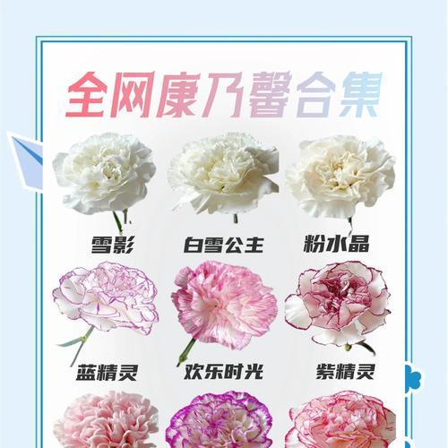 康乃馨紫帛的花语代表什么？