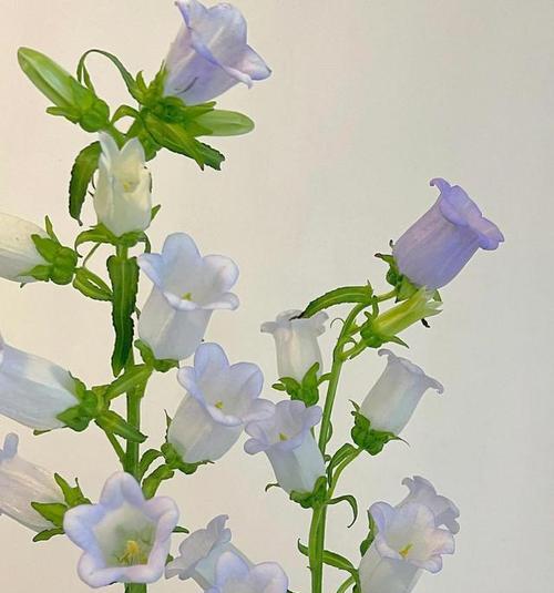 澜沧风铃草的花语有何寓意？