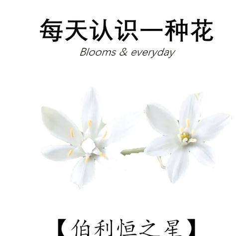 哪些花语可以表达希望？