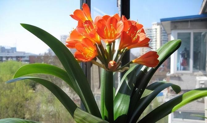 家养植物有哪些花语？如何理解家养植物的花语？