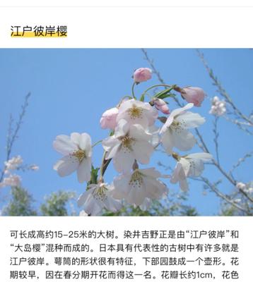 江户彼岸樱的花语是什么？江户彼岸樱花语有何寓意？