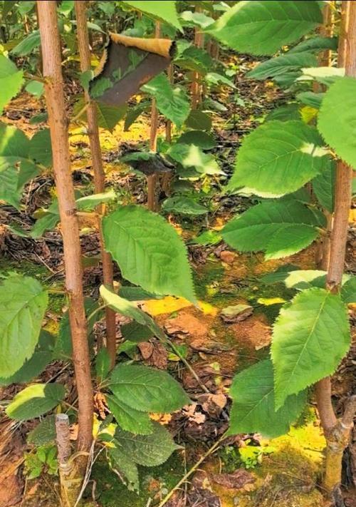 江户彼岸樱的花语是什么？江户彼岸樱花语有何寓意？