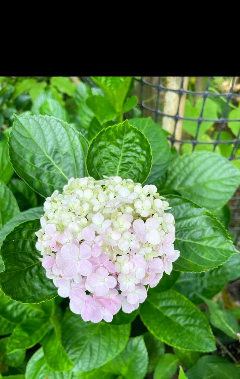 鲜花绣球的花语代表什么？绣球花的花语有哪些？
