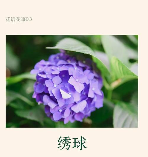 鲜花绣球的花语代表什么？绣球花的花语有哪些？