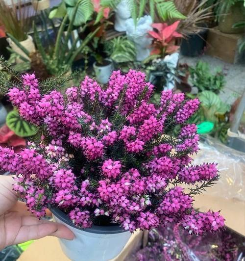 欧石楠的花语是欺骗吗？欧石楠花语有何含义？
