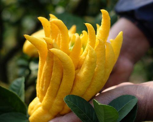 金佛手的寓意和花语是什么？金佛手花语有何特别之处？