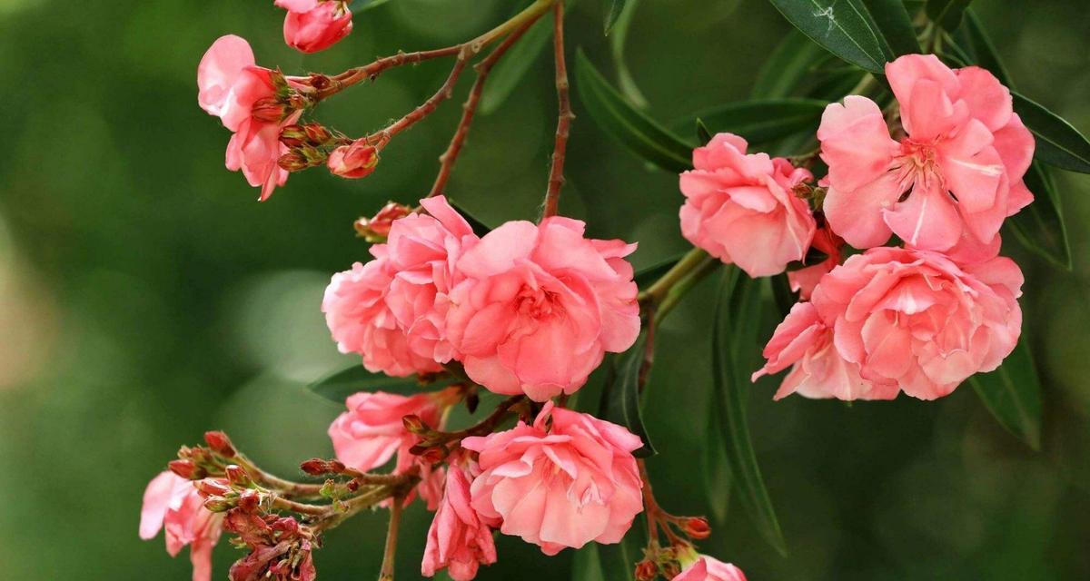 夹竹桃在英国的花语是什么？英国夹竹桃花语有何不同？