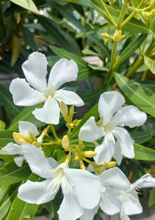 夹竹桃在英国的花语是什么？英国夹竹桃花语有何不同？