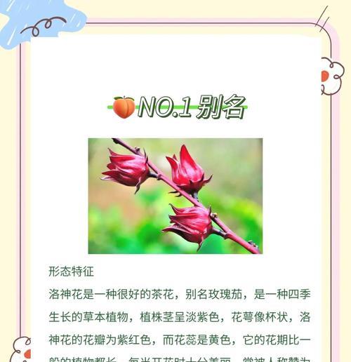 花的别名有哪些？花的别名花语是什么？