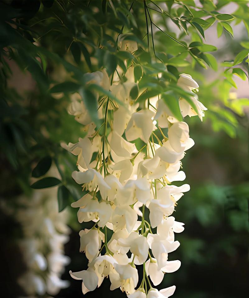 花的别名有哪些？花的别名花语是什么？