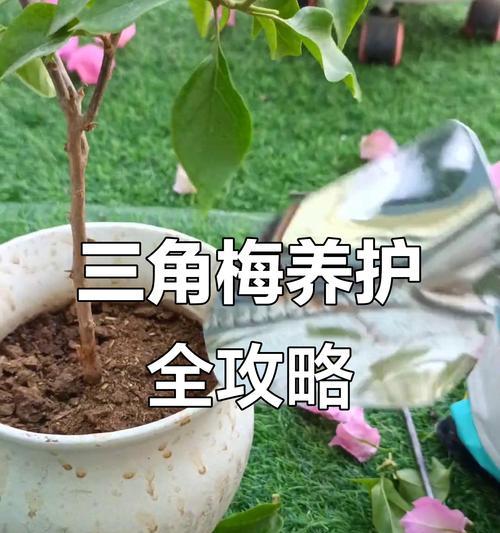 三角梅的特征是什么？如何进行修剪和养护？