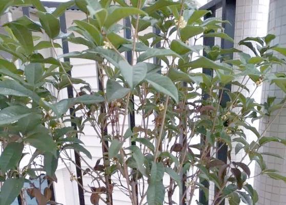 北方盆栽桂花养护指南：如何适应寒冷气候？