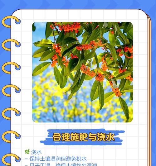 北方盆栽桂花养护指南：如何适应寒冷气候？
