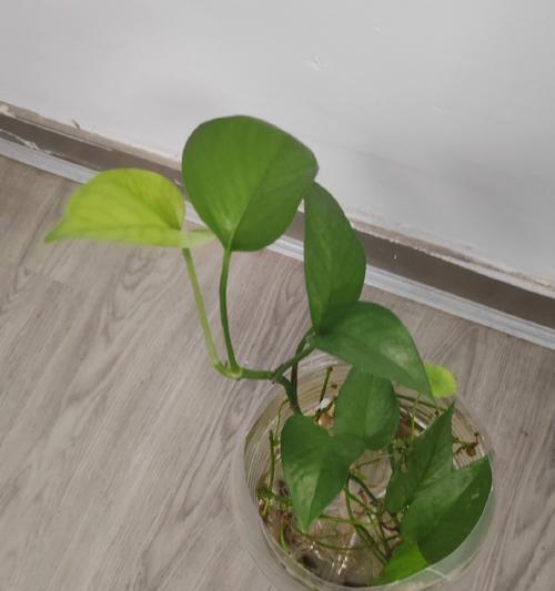 绿萝换水的最佳时机是什么时候？