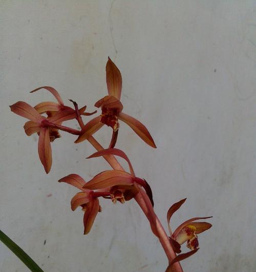蕙兰红花品种的特点是什么？如何养护？