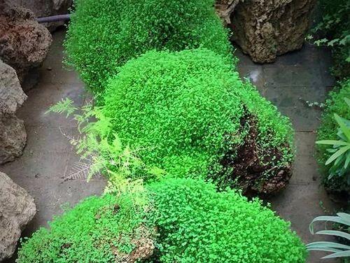 上水石制作瀑布的步骤和技巧是什么？