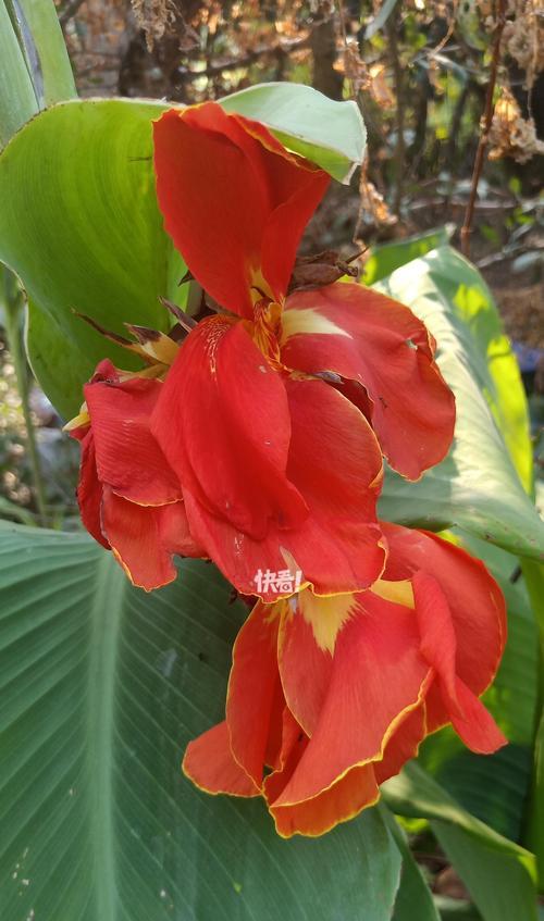 美人蕉的开花时间是什么时候？