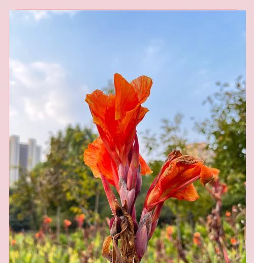 美人蕉的开花时间是什么时候？