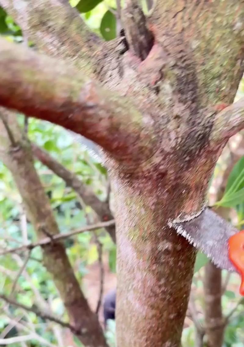 八角的种植方法和注意事项有哪些？