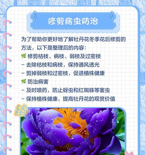 迷你牡丹的正确养护方法有哪些？