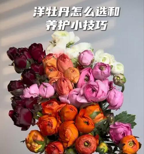迷你牡丹的正确养护方法有哪些？