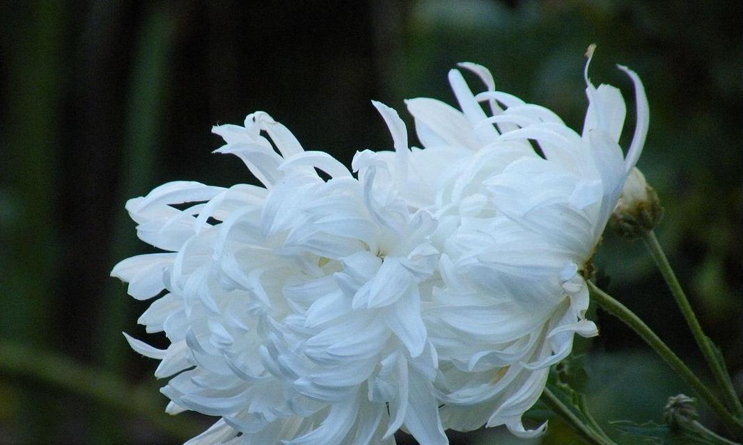 白色菊花有哪些品种？白色菊花的花语是什么？