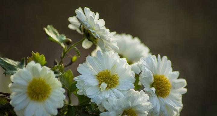 白色菊花有哪些品种？白色菊花的花语是什么？