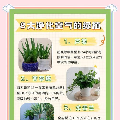 微景植物的正确养护方法是什么？