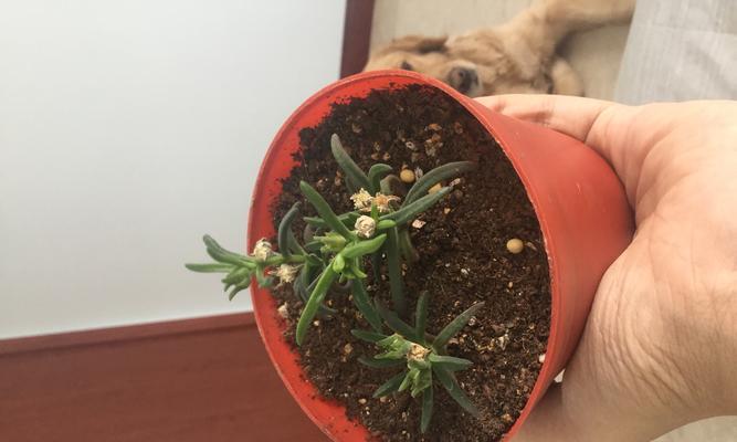 碧光环种子的种植步骤是什么？