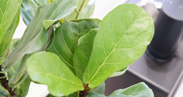 观叶类植物有哪些？如何选择适合室内装饰的观叶植物？