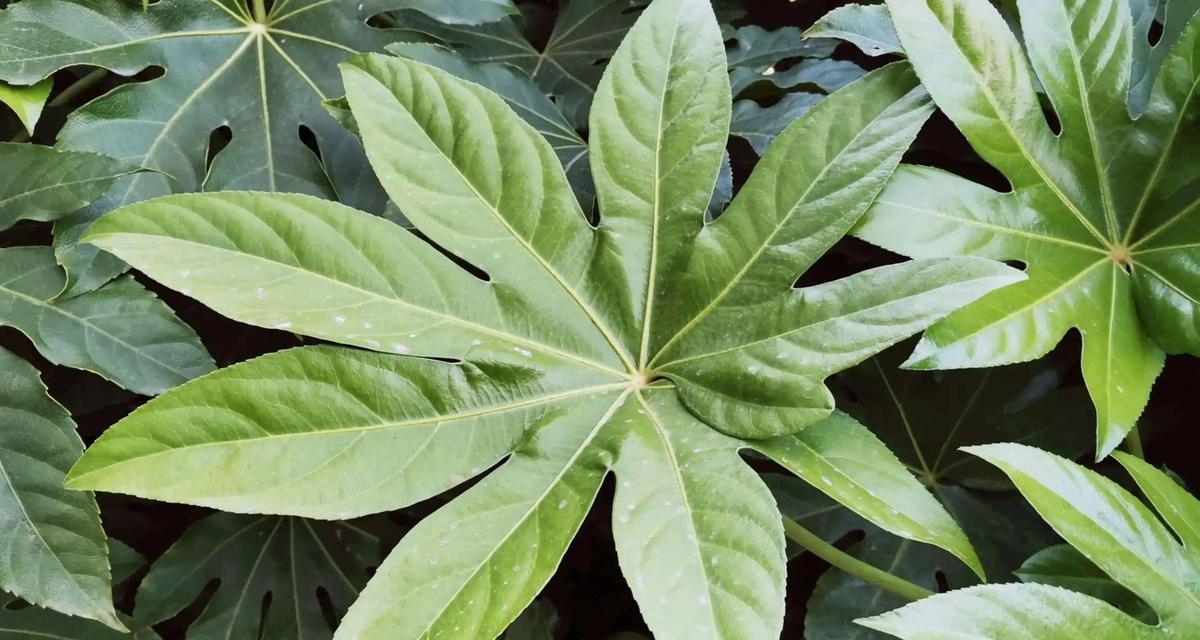 观叶类植物有哪些？如何选择适合室内装饰的观叶植物？
