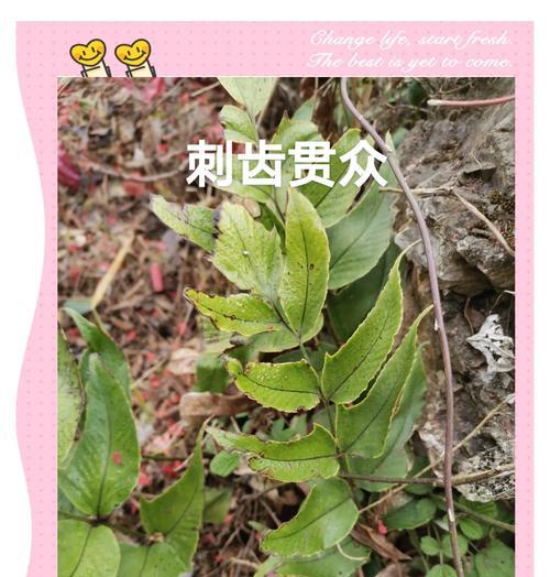 观叶类植物有哪些？如何选择适合室内装饰的观叶植物？