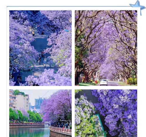 昆明有哪些花？昆明赏花去哪里？