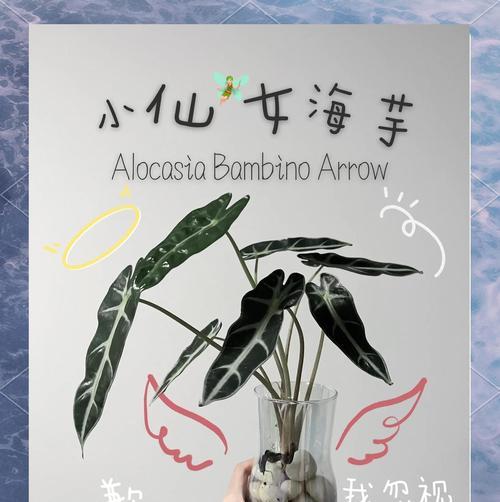 海芋水培需要注意什么？