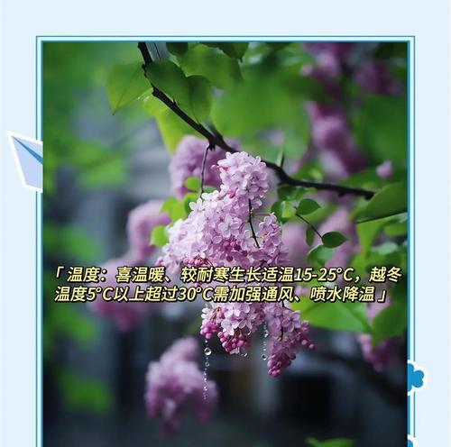 丁香花种植的正确步骤和养护要点是什么？