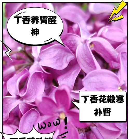 丁香花种植的正确步骤和养护要点是什么？