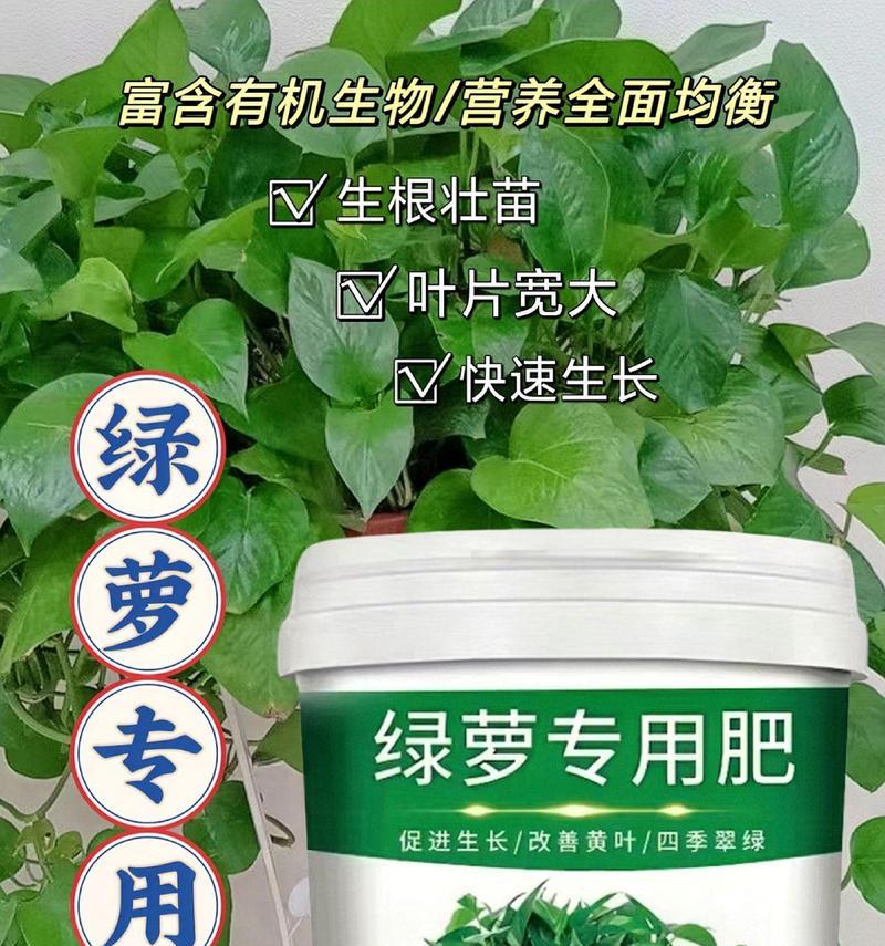 绿萝生长需要施用哪种肥料？