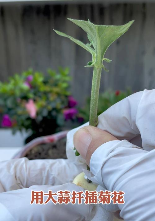 菊花插枝的正确方法是什么？