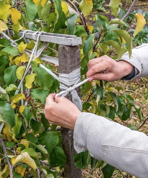 无花果剪枝的最佳时机和方法是什么？
