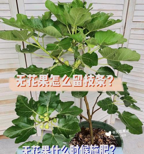 无花果剪枝的最佳时机和方法是什么？