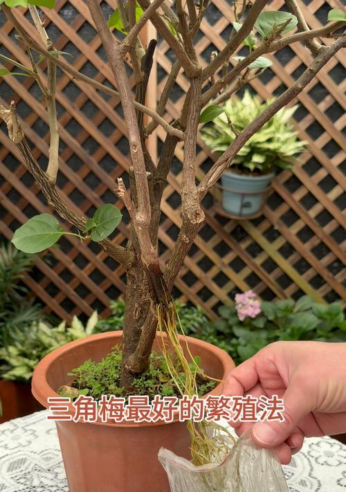 三角梅繁殖方法是什么？需要哪些步骤？