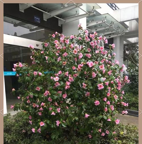 哪些花卉偏好碱性土壤？如何调整土壤pH值？
