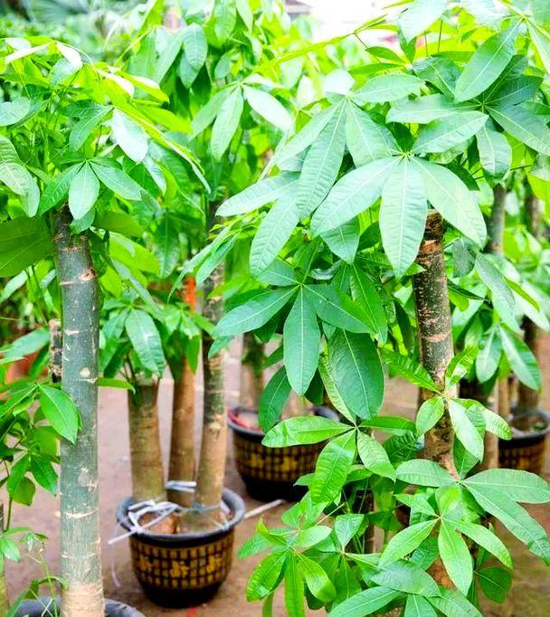 发财树施肥的正确方法是什么？多久施肥一次？