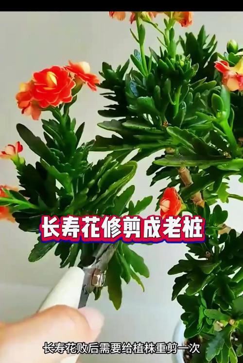 长寿花换盆的最佳时机是什么时候？