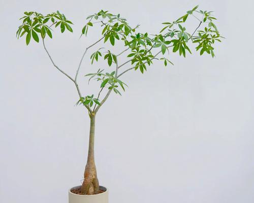 盆栽树木有哪些选择？如何打造美丽的盆栽景观？