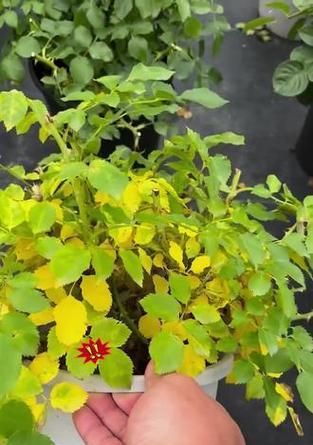绿植发黄怎么办？如何快速恢复植物生机？